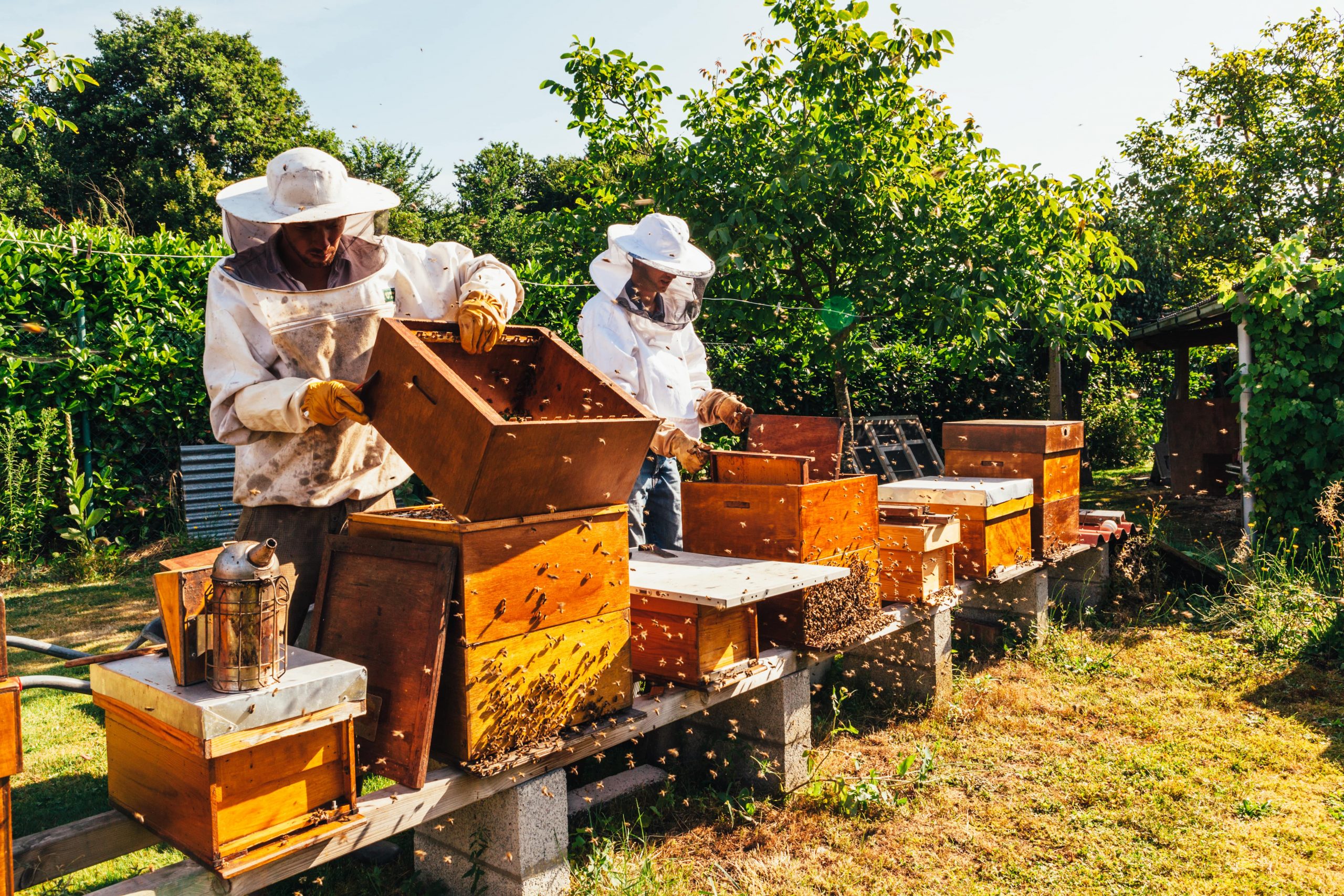 Les Abeilles Dans Le Jardin Fondation Territoriale Des Lumi res